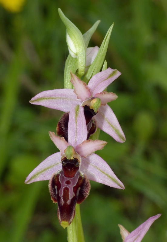 Ophrys montis-leonis sulla costa tirrenica laziale e sugli Aurunci  marzo 2024